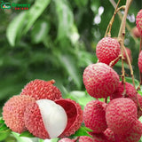 lychee | grocery-spices