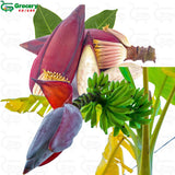 banana flower | grocery-spices